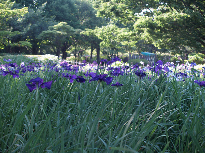 あじさい鍼灸マッサージ治療院　相模原北公園