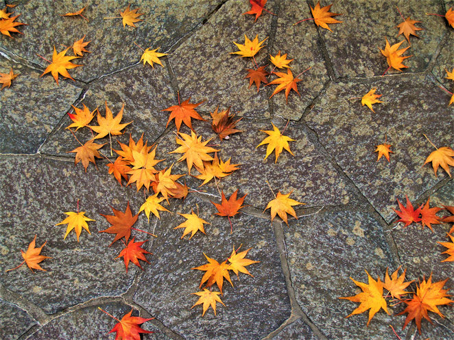 あじさい鍼灸マッサージ治療院　箱根美術館　石畳に落ちた紅葉の落ち葉