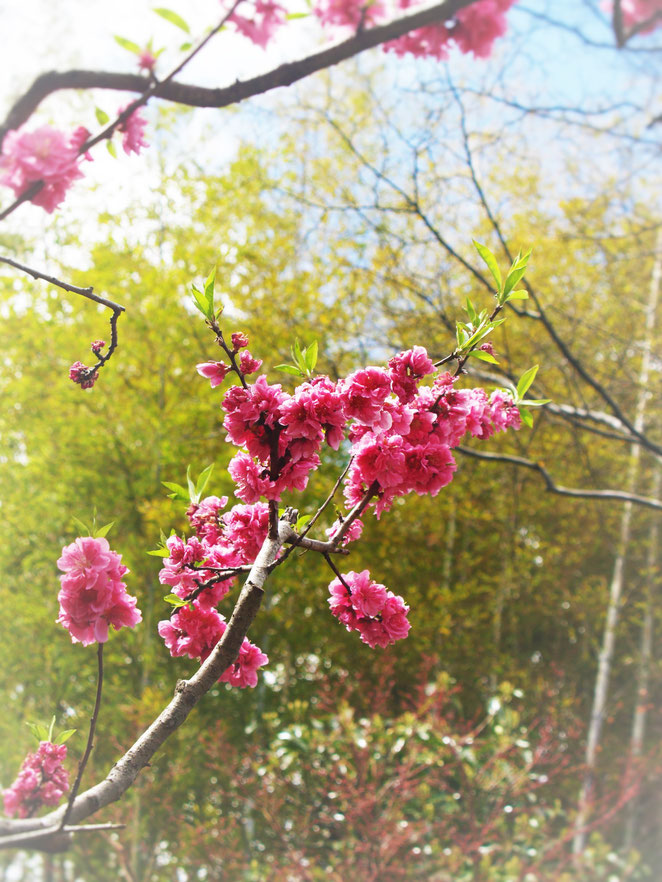 あじさい鍼灸マッサージ治療院　梅の花