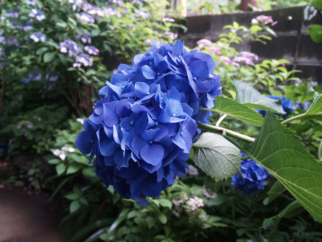 あじさい鍼灸マッサージ治療院　紫陽花