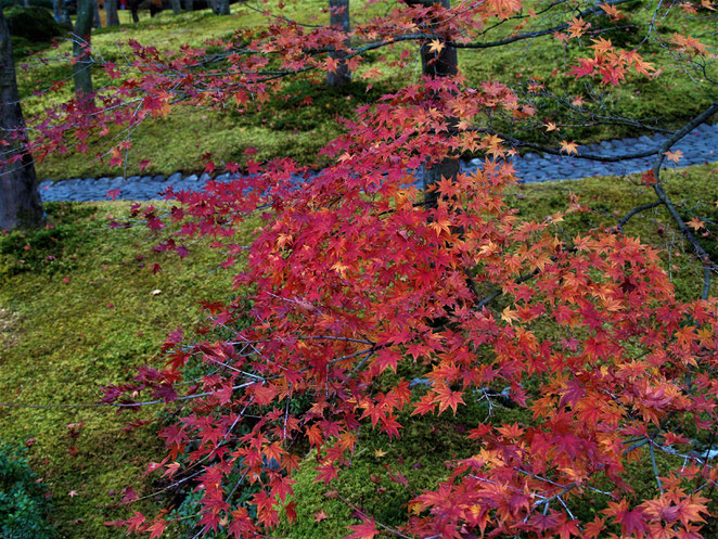 あじさい鍼灸マッサージ治療院　箱根美術館の庭園　紅葉と苔