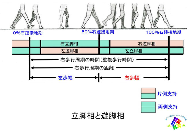あじさい鍼灸マッサージ治療院　立脚相と遊脚相