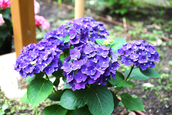 あじさい鍼灸マッサージ治療院 紫陽花