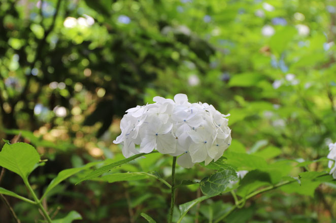 あじさい鍼灸マッサージ治療院　真っ白な紫陽花