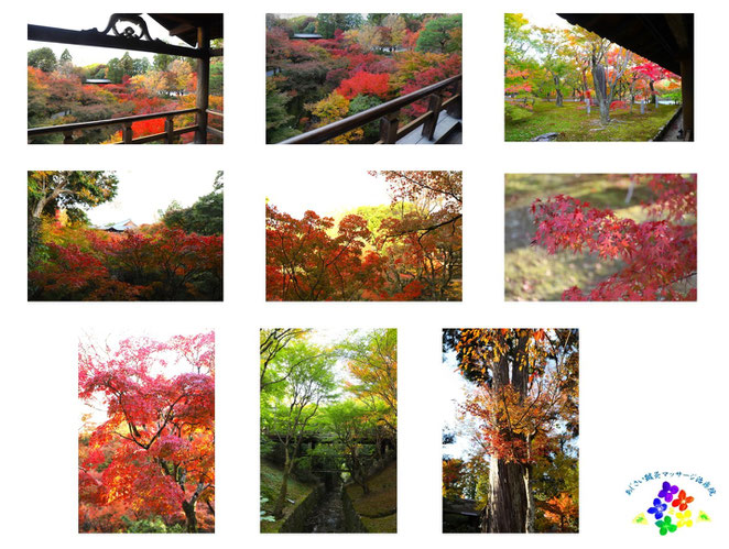 あじさい鍼灸マッサージ治療院　京都東福寺の紅葉