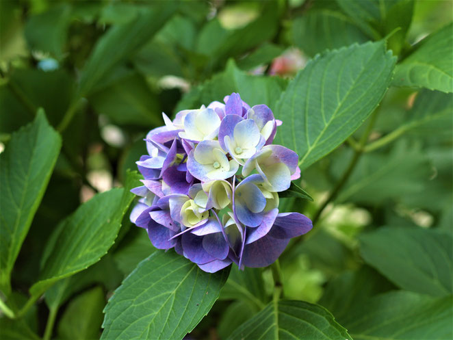 あじさい鍼灸マッサージ治療院　紫陽花