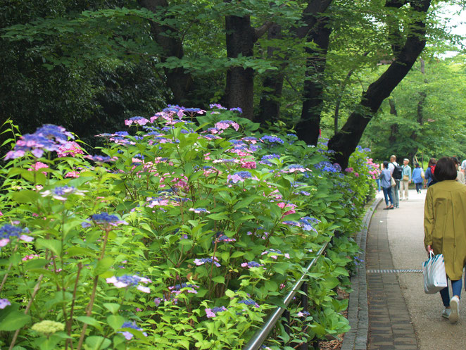 あじさい鍼灸マッサージ治療院　上野恩賜公園の紫陽花　２０１９年撮影