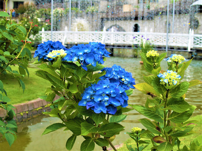 あじさい鍼灸マッサージ治療院　ガラスの森美術館の紫陽花