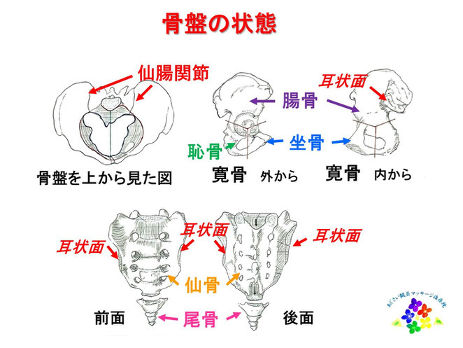 あじさい鍼灸マッサージ治療院　骨盤の状態