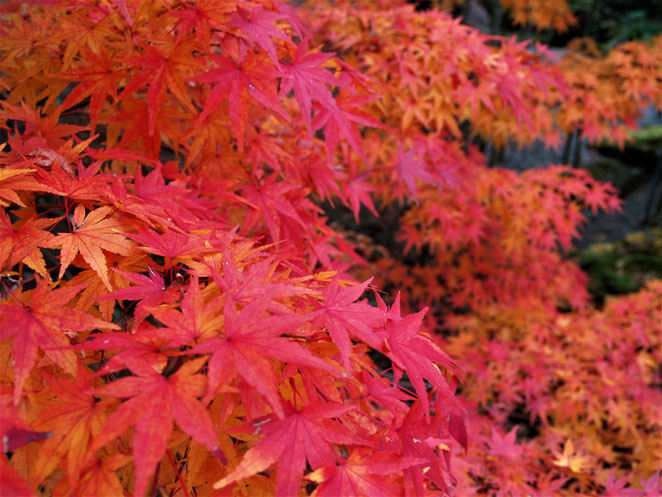 あじさい鍼灸マッサージ治療院　紅葉