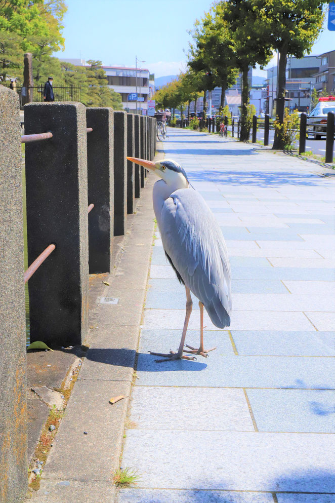 あじさい鍼灸マッサージ治療院　東寺前の道