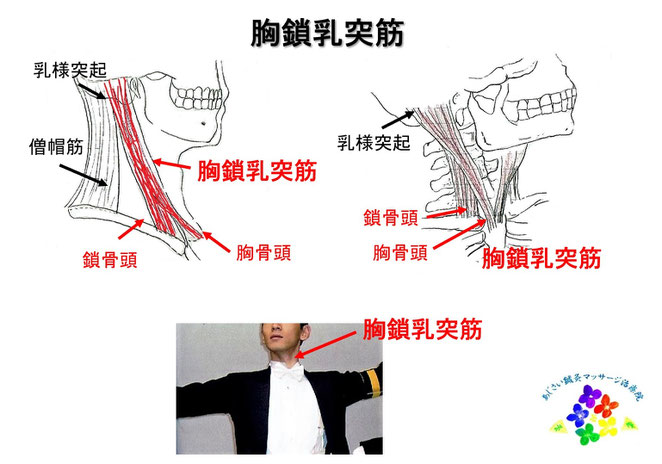 あじさい鍼灸マッサージ治療院　胸鎖乳突筋について