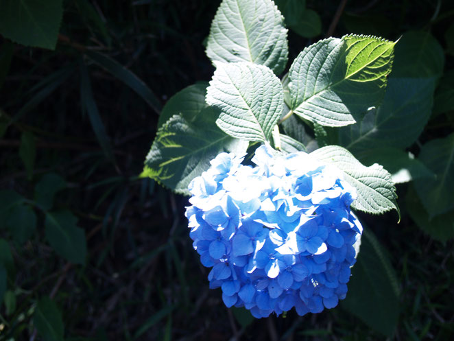 あじさい鍼灸マッサージ治療院　光にあたる紫陽花