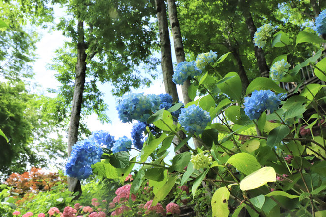 あじさい鍼灸マッサージ治療院　紫陽花