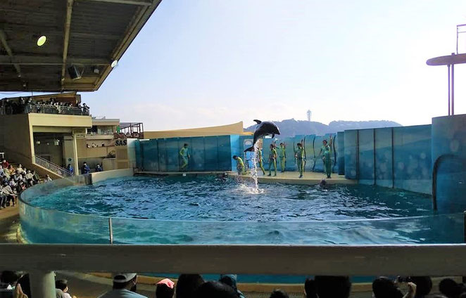 あじさい鍼灸マッサージ治療院　新江ノ島水族館のイルカショー