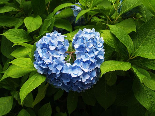 あじさい鍼灸マッサージ治療院　ハート型の紫陽花