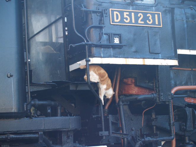 上野機関車から降りる猫