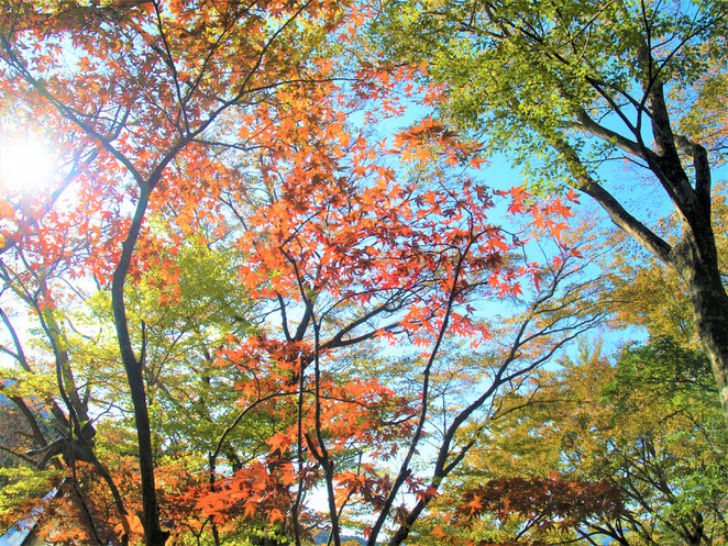 あじさい鍼灸マッサージ治療院　紅葉が始まっている箱根