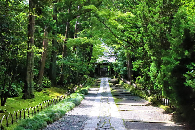 あじさい鍼灸マッサージ治療院　寿福寺の参道