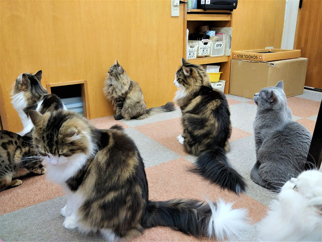 あじさい鍼灸マッサージ治療院　猫カフェ猫大勢