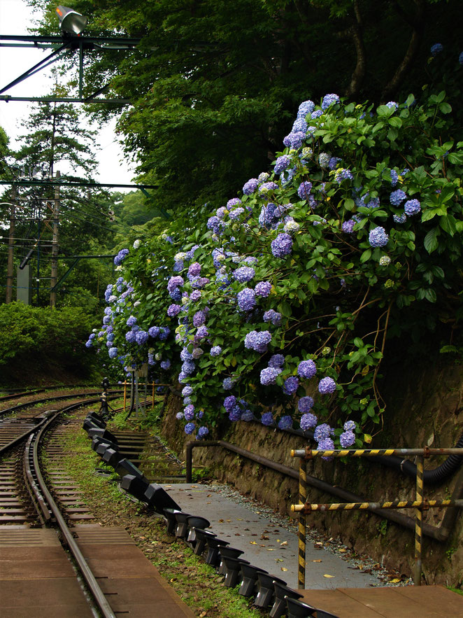 あじさい鍼灸マッサージ治療院　登山鉄道の紫陽花