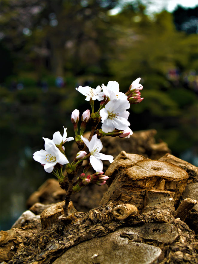 あじさい鍼灸マッサージ治療院　芽吹いた桜