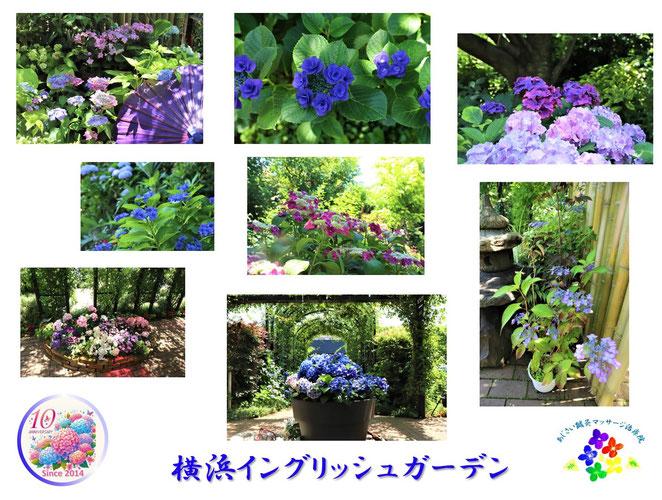 あじさい鍼灸マッサージ治療院　紫陽花の名所　横浜イングリッシュガーデン