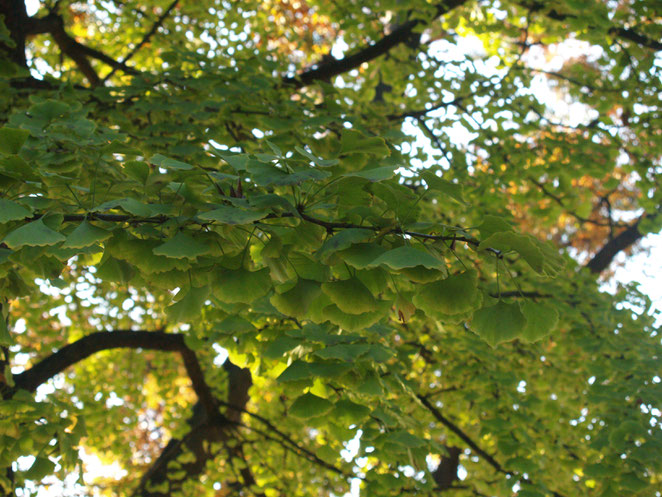 上野公園かえで