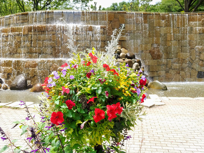 あじさい鍼灸マッサージ治療院　新宿中央公園のナイアガラの滝前の花