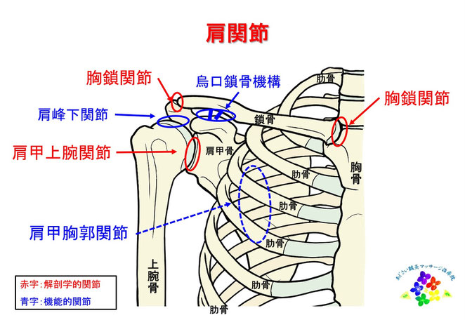 あじさい鍼灸マッサージ治療院　肩関節