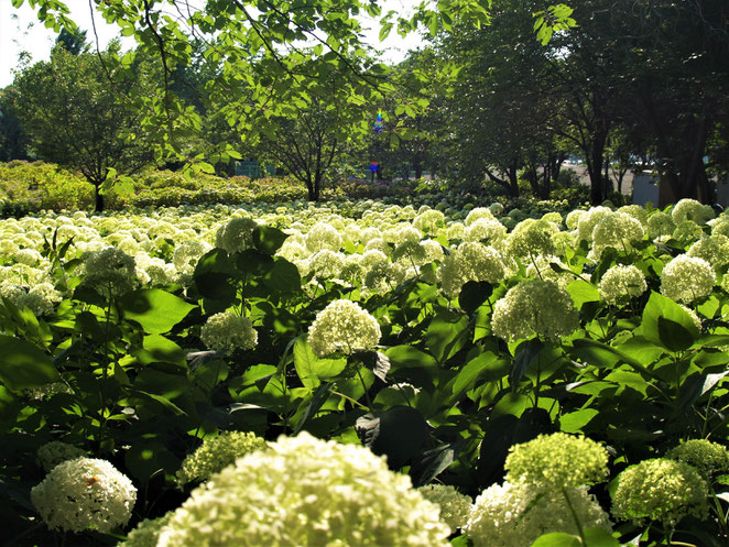 あじさい鍼灸マッサージ治療院　相模原北公園の紫陽花