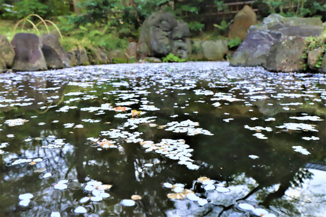 あじさい鍼灸マッサージ治療院　池