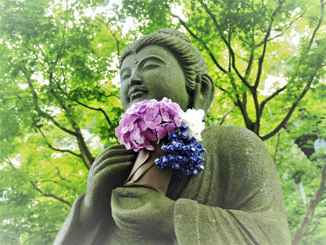 あじさい鍼灸マッサージ治療院　長谷寺の紫陽花