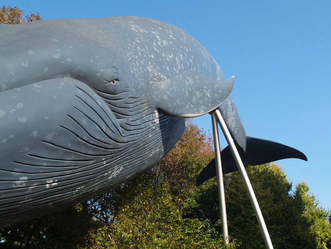 あじさい鍼灸マッサージ治療院　娘撮影　上野のクジラ