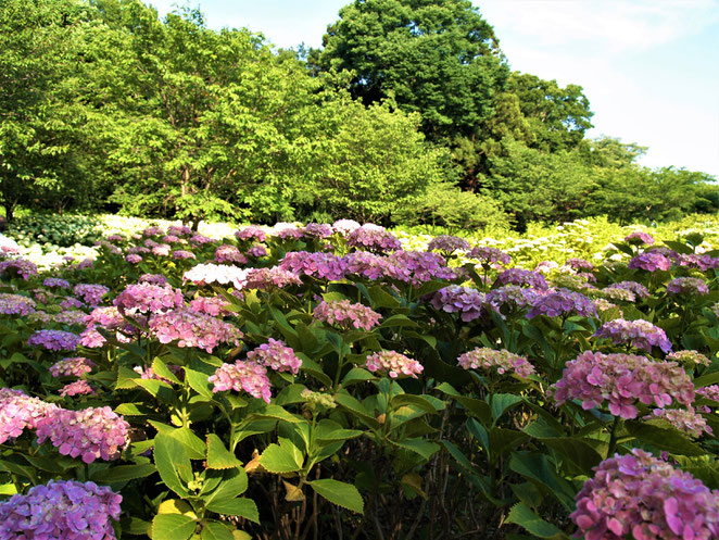 あじさい鍼灸マッサージ治療院　相模原北公園の紫陽花