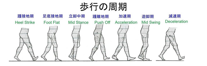 あじさい鍼灸マッサージ治療院　歩行周期