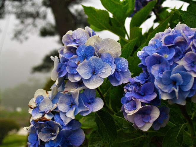 あじさい鍼灸マッサージ治療院　雨の紫陽花