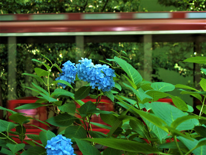 あじさい鍼灸マッサージ治療院　としまえんの紫陽花