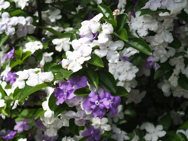 あじさい鍼灸マッサージ治療院　紫陽花