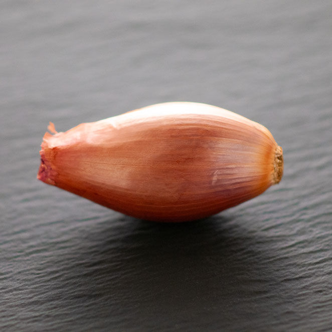 エシャロット系タマネギ「ロッサ・ルンガ」_イタリア野菜