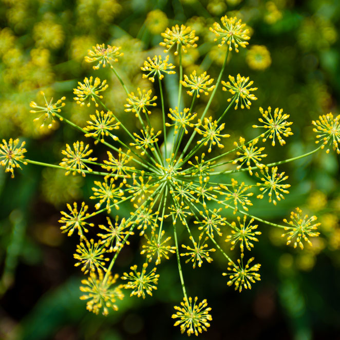 ワイルド・フェンネルの花