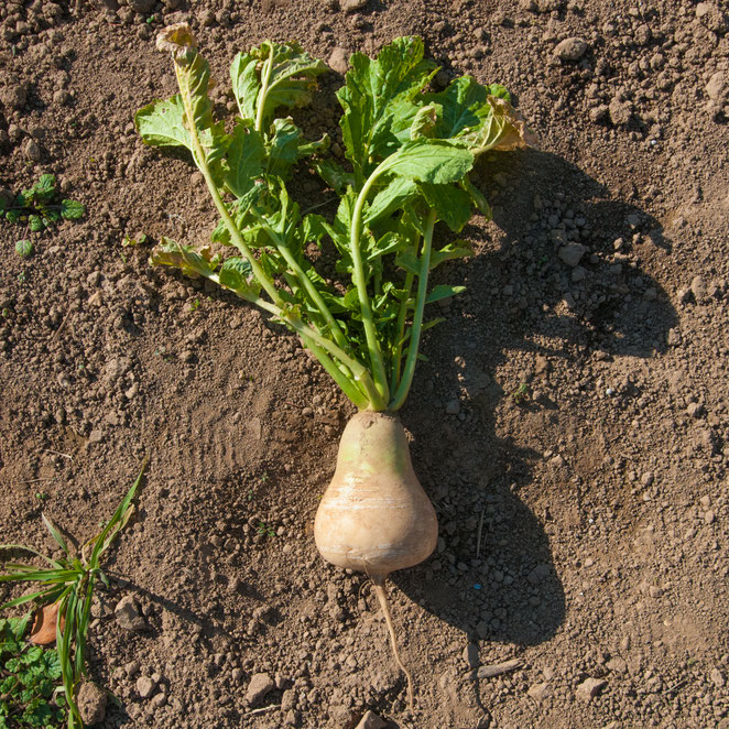 信州伝統野菜「山口大根」