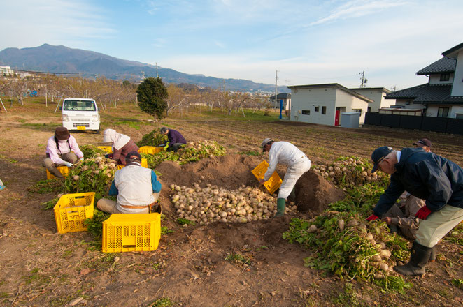 長野の郷土料理「おやき」も「山口大根」で。