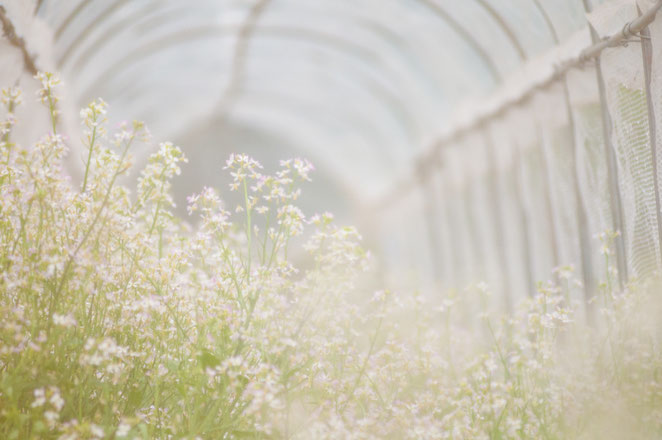 ネットトンネルの中でたくさんの花を咲かせる山口大根。