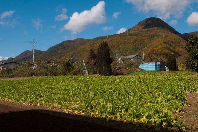 太郎山と山口大根の畑