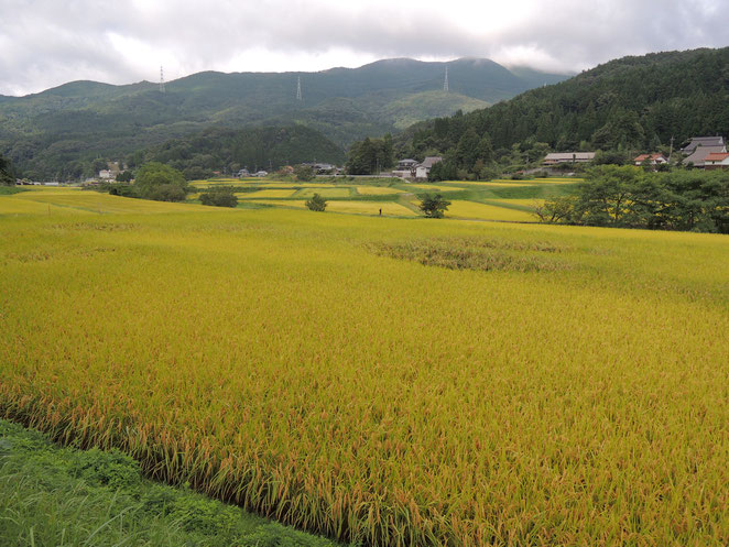 新見市千屋花見の９月初旬の景色。稲穂が黄金色に染まっています。