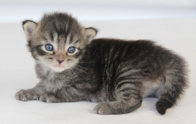 Mâle brown tabby réservé