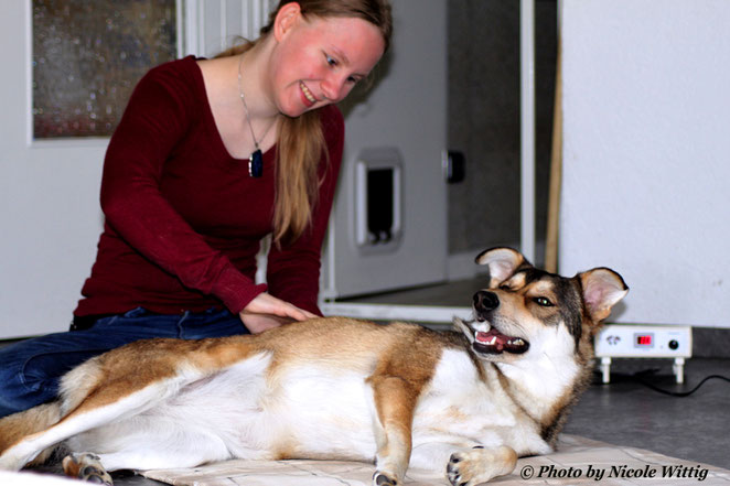 Hund, Hündin, Magnetfeld, Magnetfeldtherapie, Magnetfeldmatte, Massage, Physiotherapie, Alternativmedizin, massieren, Tier, Frequenz