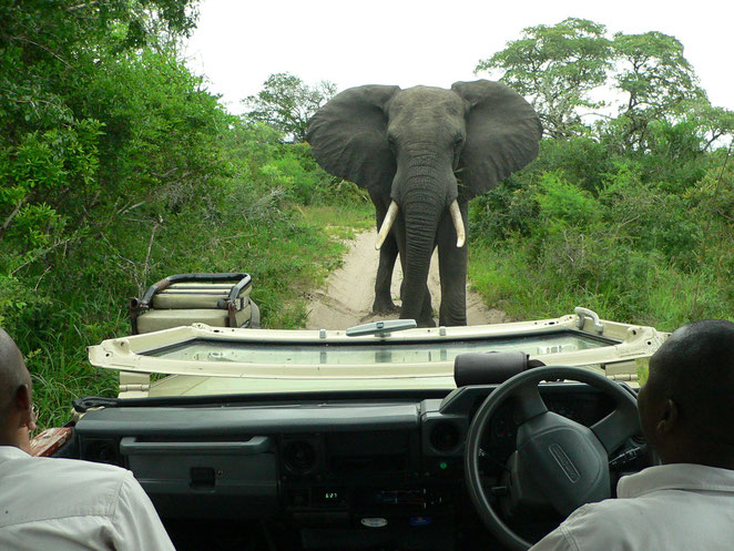 Elefant steht, begutachtet uns ...
