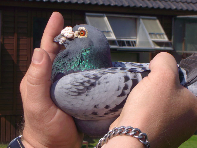 Superzuchtvogel! Belg.03/6482633.